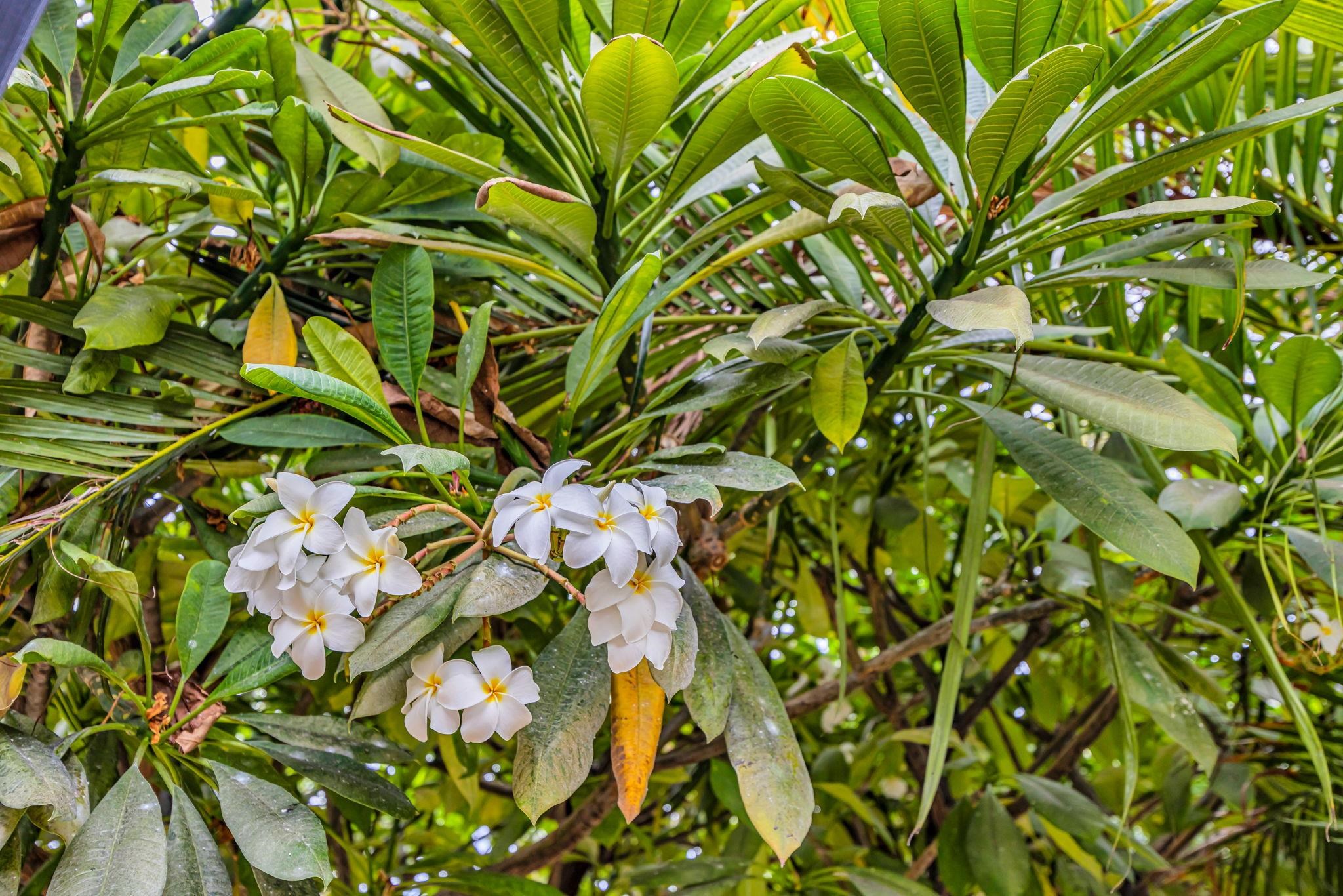 160 Keonekai Road, Unit 8103 Kihei, HI 96753 - Photo 41 of 47 a backyard of a house