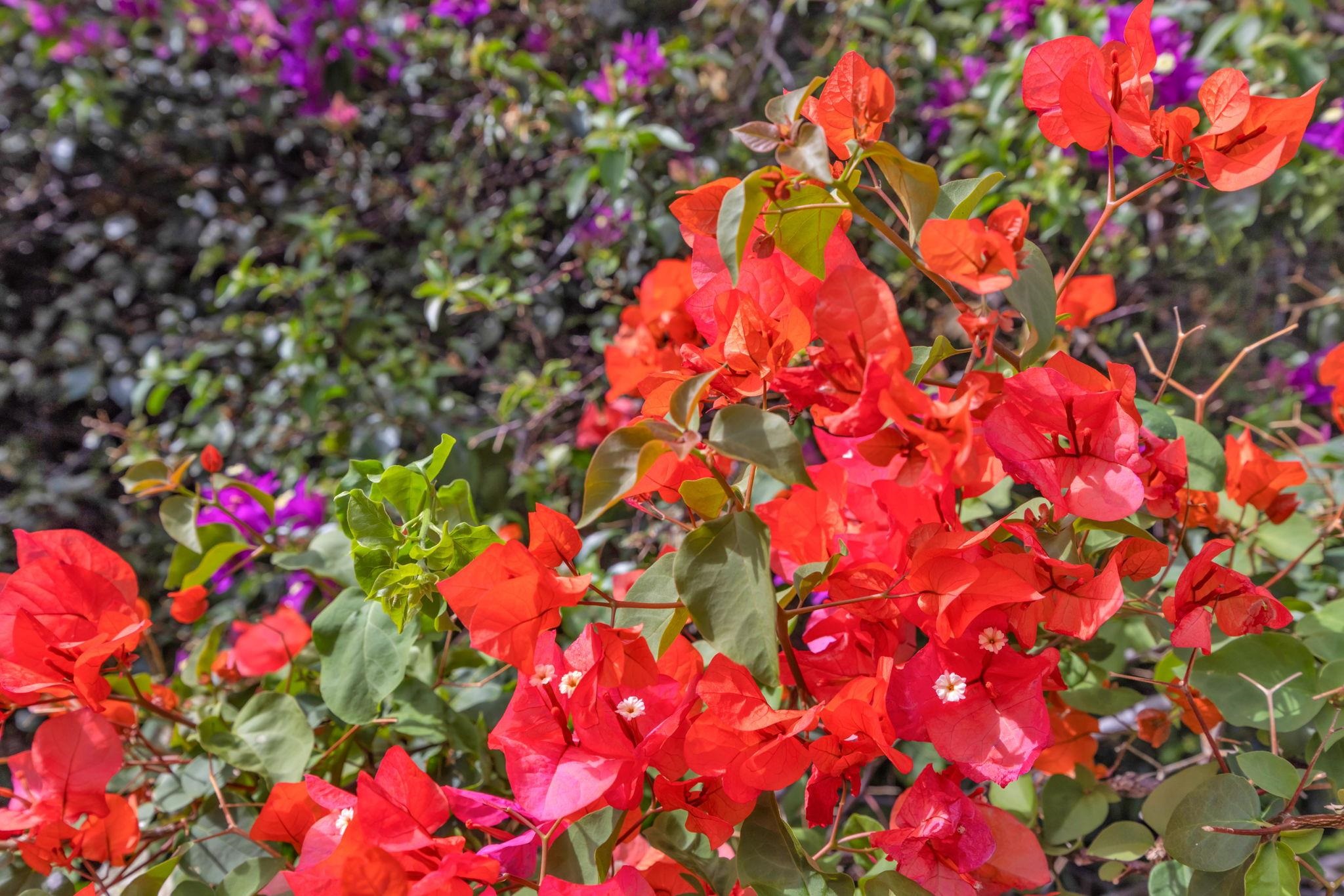 160 Keonekai Road, Unit 8103 Kihei, HI 96753 - Photo 42 of 47 a picture of flowers