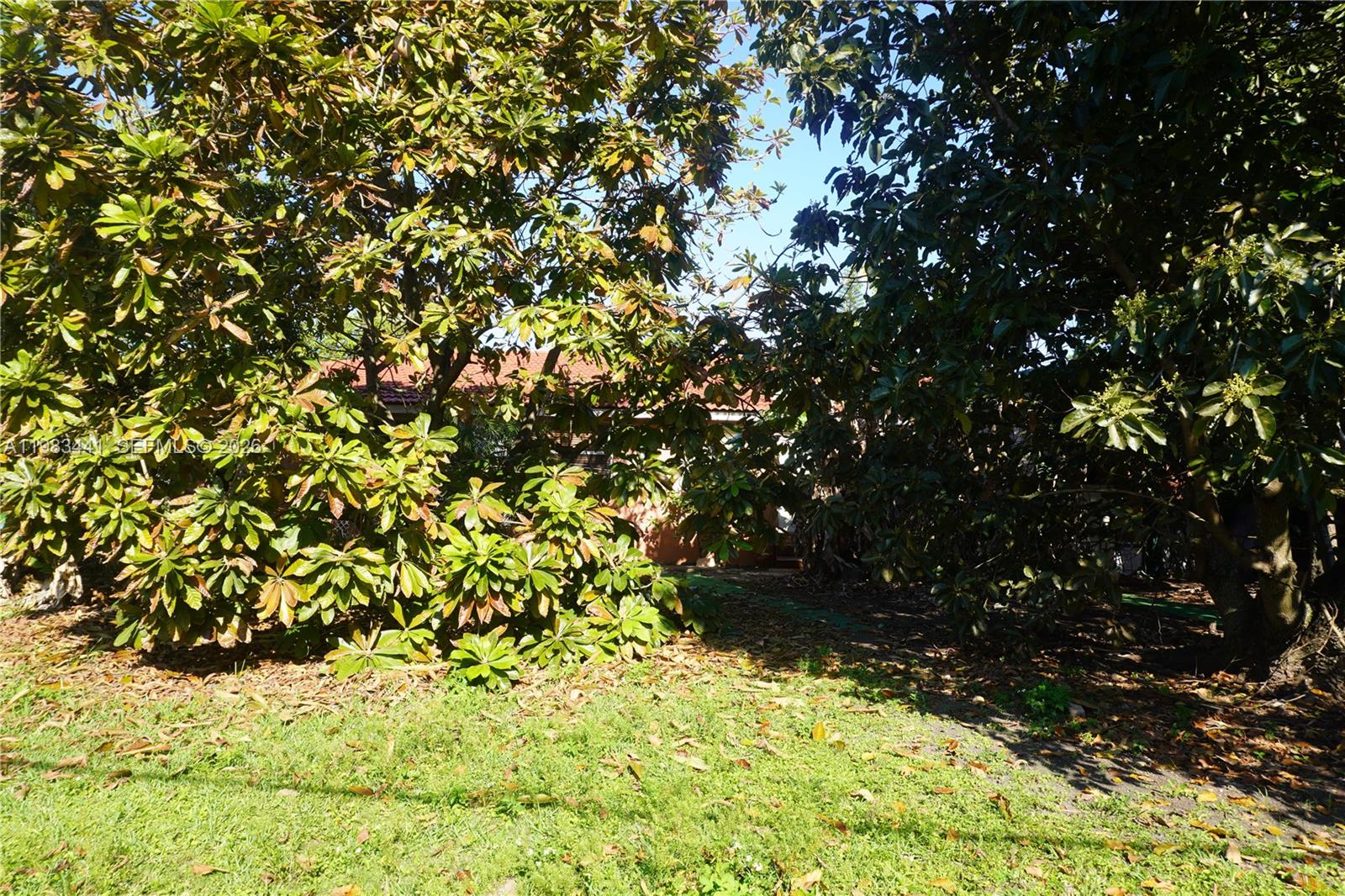 2660 Southwest 36th Avenue Miami, FL 33133 - Photo 28 of 32 a view of tree