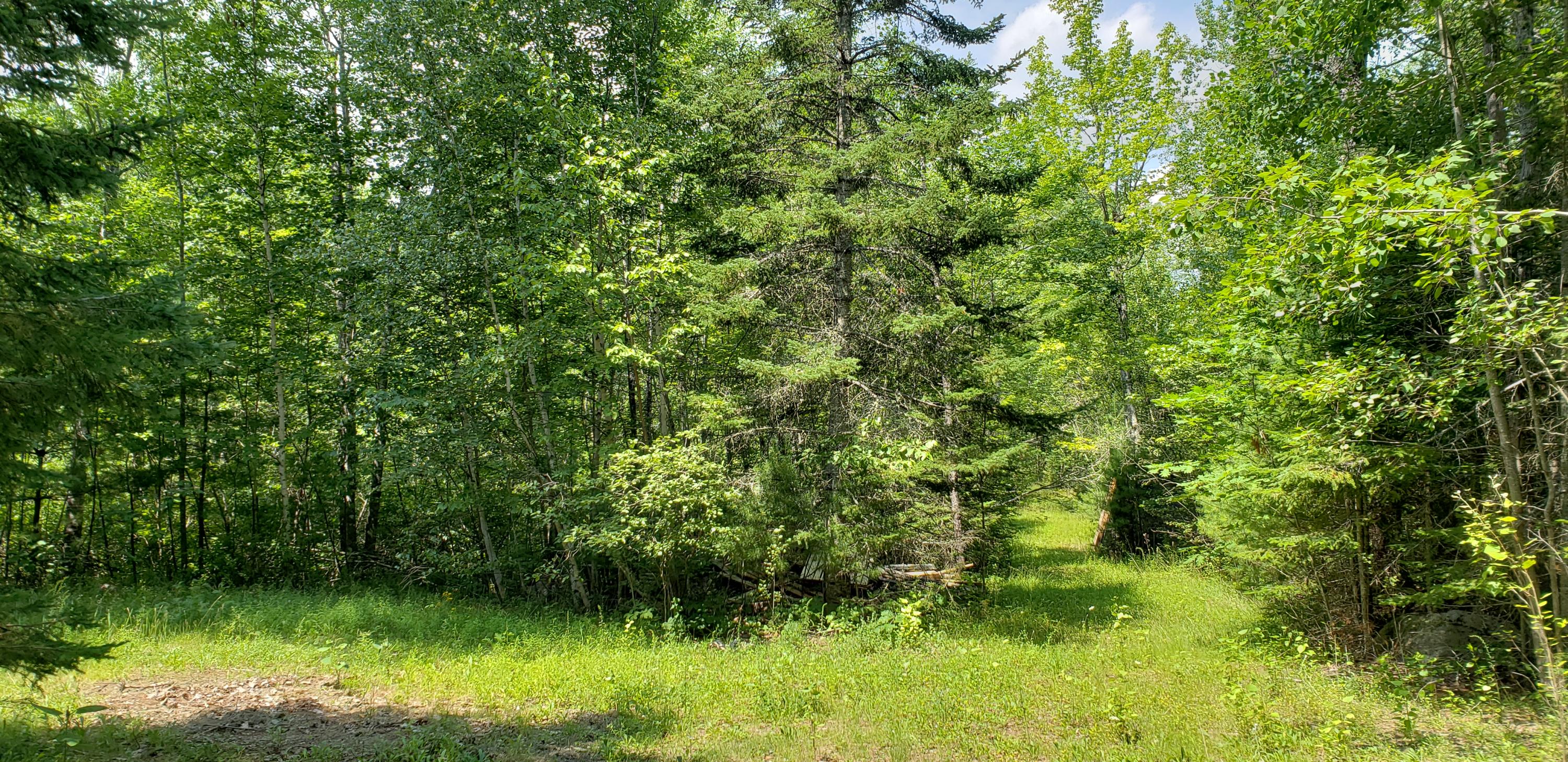 115 Rooks Road Eddington, ME 04428 - Photo 32 of 44 Upper drive and woods road