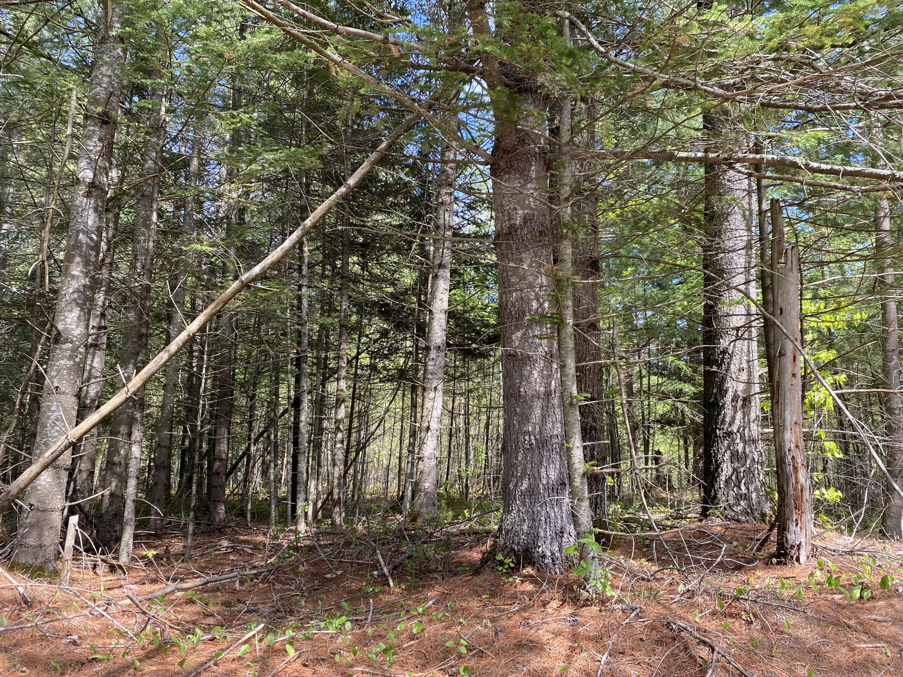 Lot 58 Long Falls Dam Road New Portland, ME 04961 - Photo 1 of 9 03F7EC56-DD2C-4C28-8F81-BDD61619D5CA