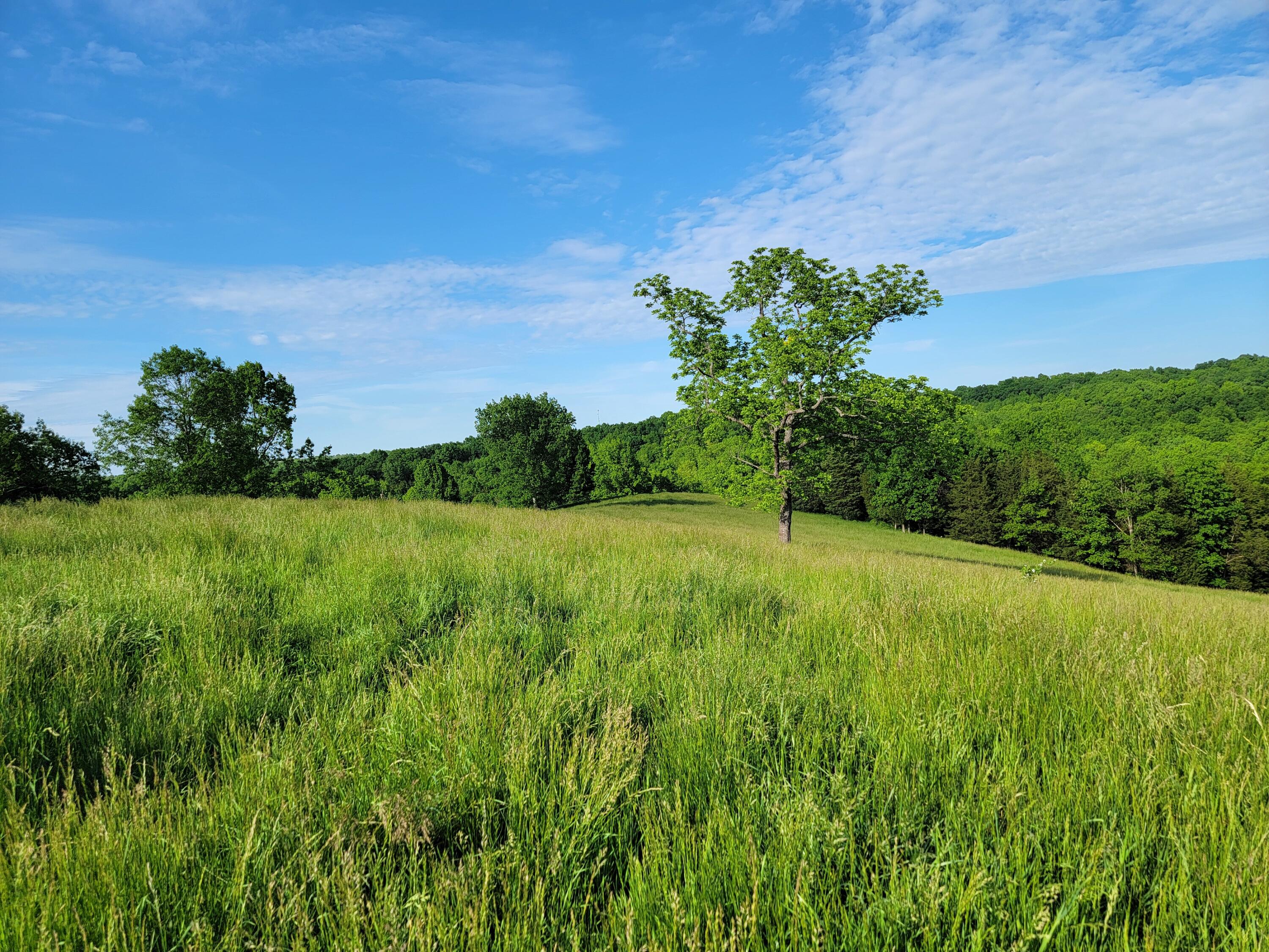 119-acres Keefer Road Corinth, KY 41010 - Photo 9 of 44 Gallery Image 9