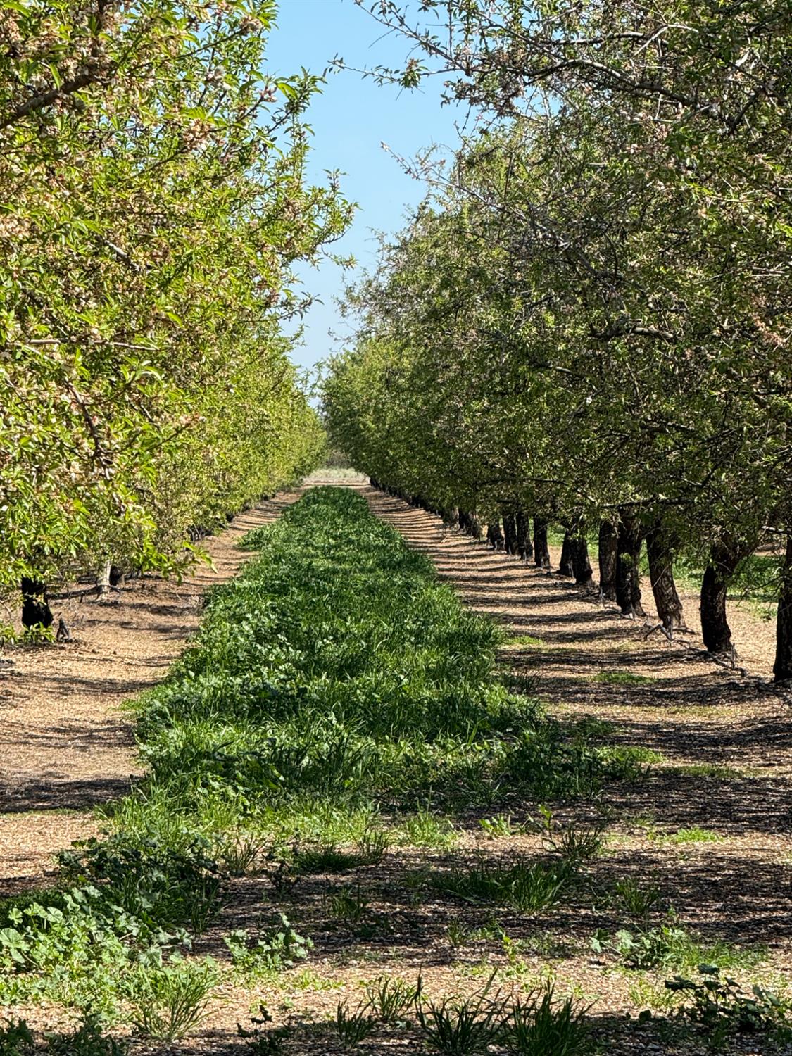 6009 Whitworth Road Gustine, CA 95322 - Photo 2 of 6