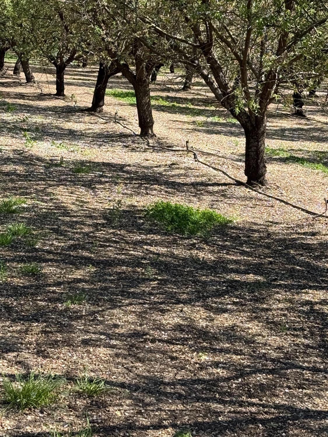 6009 Whitworth Road Gustine, CA 95322 - Photo 5 of 6