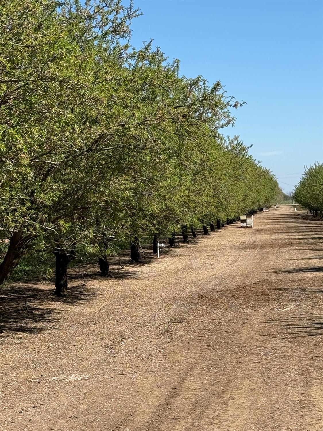 6009 Whitworth Road Gustine, CA 95322 - Photo 6 of 6