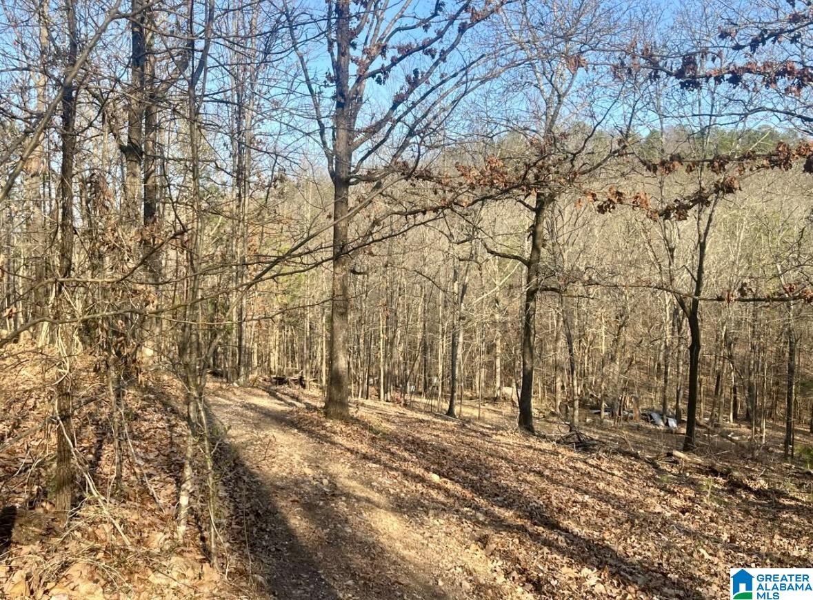 0 Blue Ridge Drive Talladega, AL 35160 - Photo 12 of 14