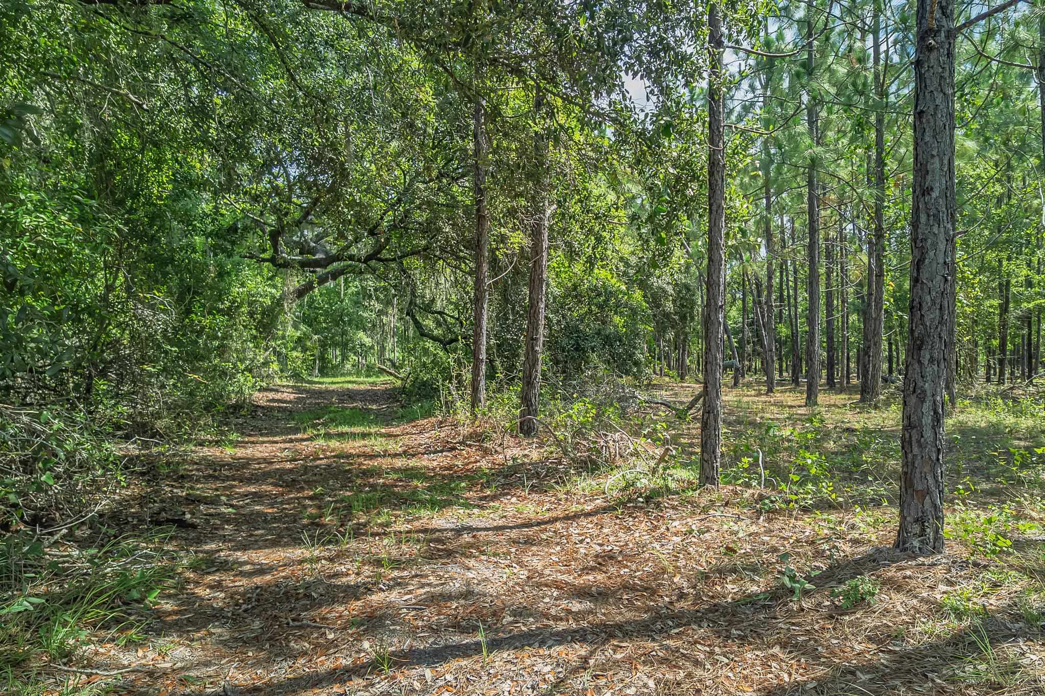 Xxx Northeast Hickory Grove Road Pinetta, FL 32350 - Photo 6 of 32