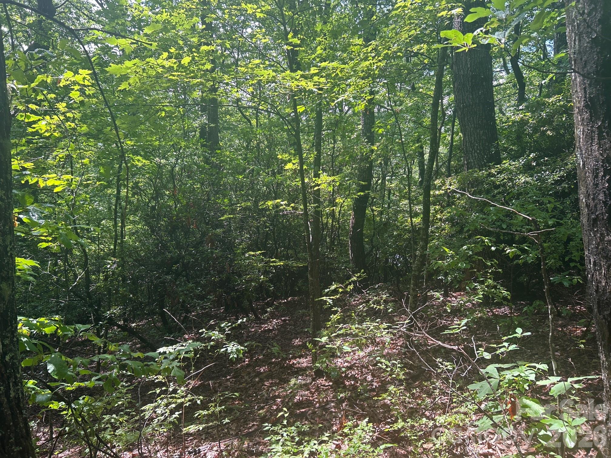 0 Pine Ridge Road, Unit 21 Hendersonville, NC 28792 - Photo 2 of 20 a view of a forest with trees