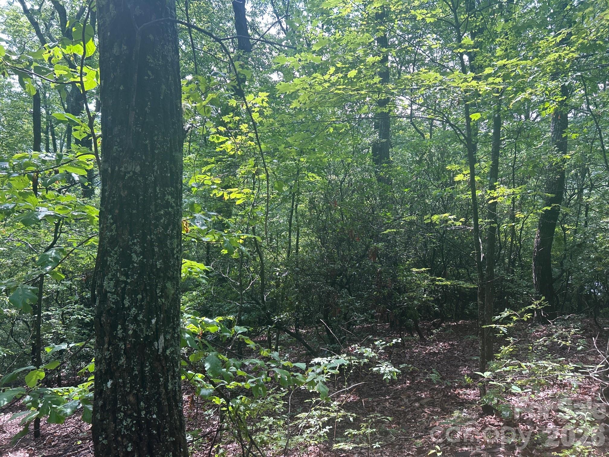 0 Pine Ridge Road, Unit 21 Hendersonville, NC 28792 - Photo 3 of 20 a view of a forest with trees