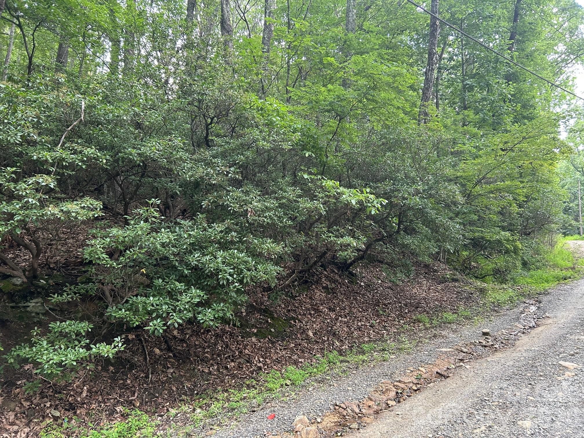 0 Pine Ridge Road, Unit 21 Hendersonville, NC 28792 - Photo 4 of 20 a view of a lush green forest