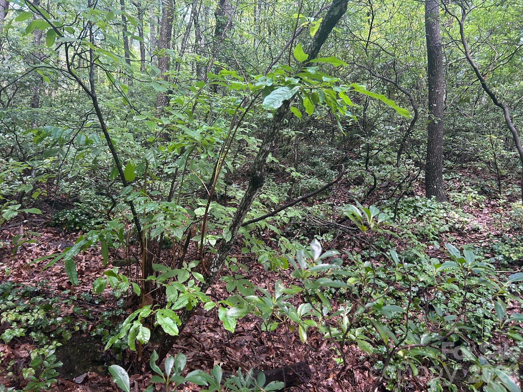 0 Pine Ridge Road, Unit 21 Hendersonville, NC 28792 - Photo 7 of 20 a view of a plant in a garden