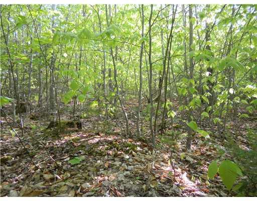 24 Gray Valley Road Guilford, ME 04443 - Photo 8 of 15 Land/Lot. Young beech trees