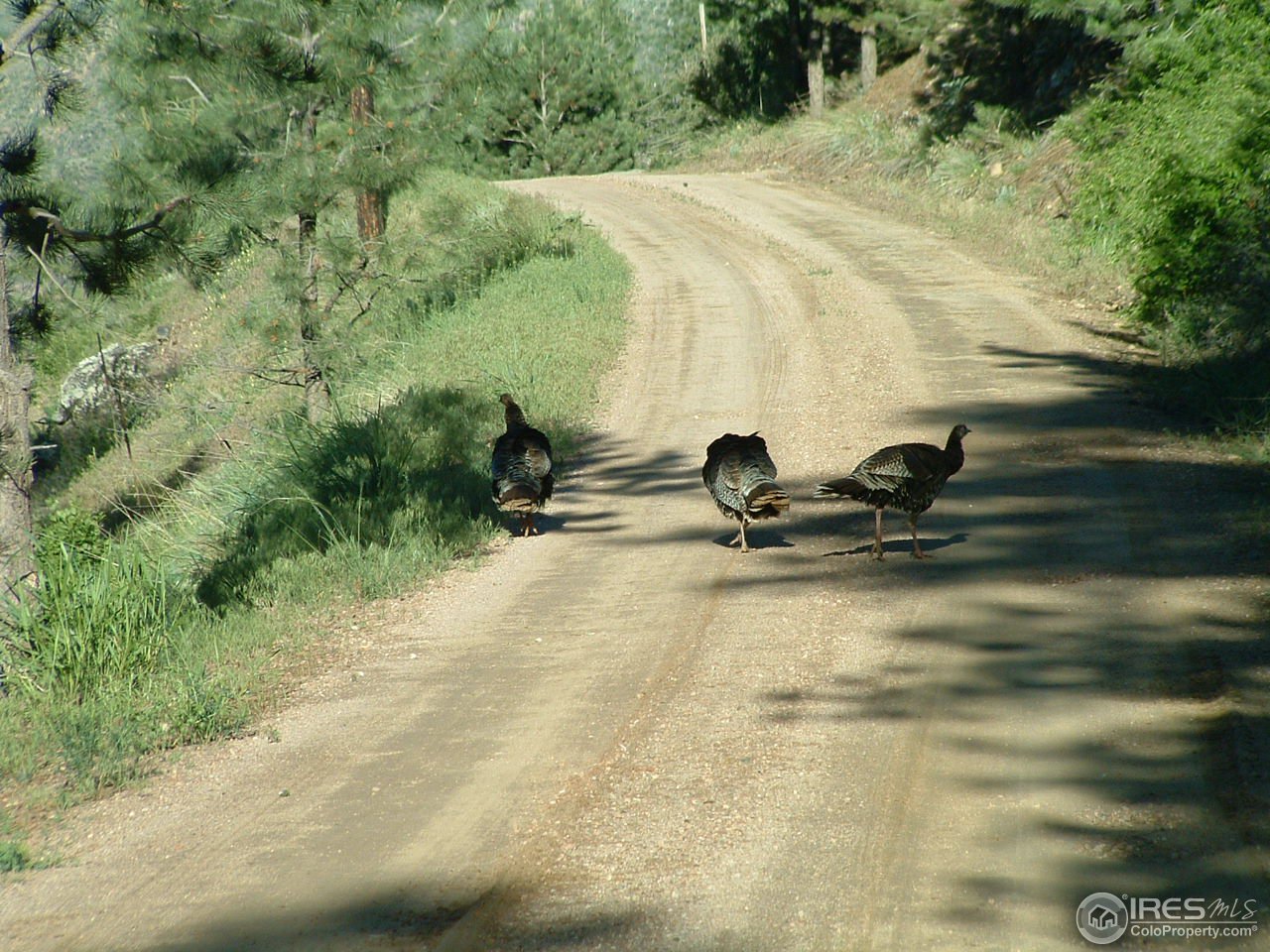 6045 Obenchain Road Laporte, CO 80535 - Photo 3 of 25 Some locals will greet you