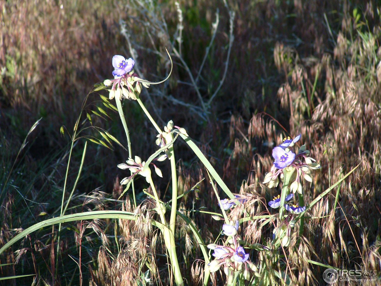 6045 Obenchain Road Laporte, CO 80535 - Photo 7 of 25 Summer blooms