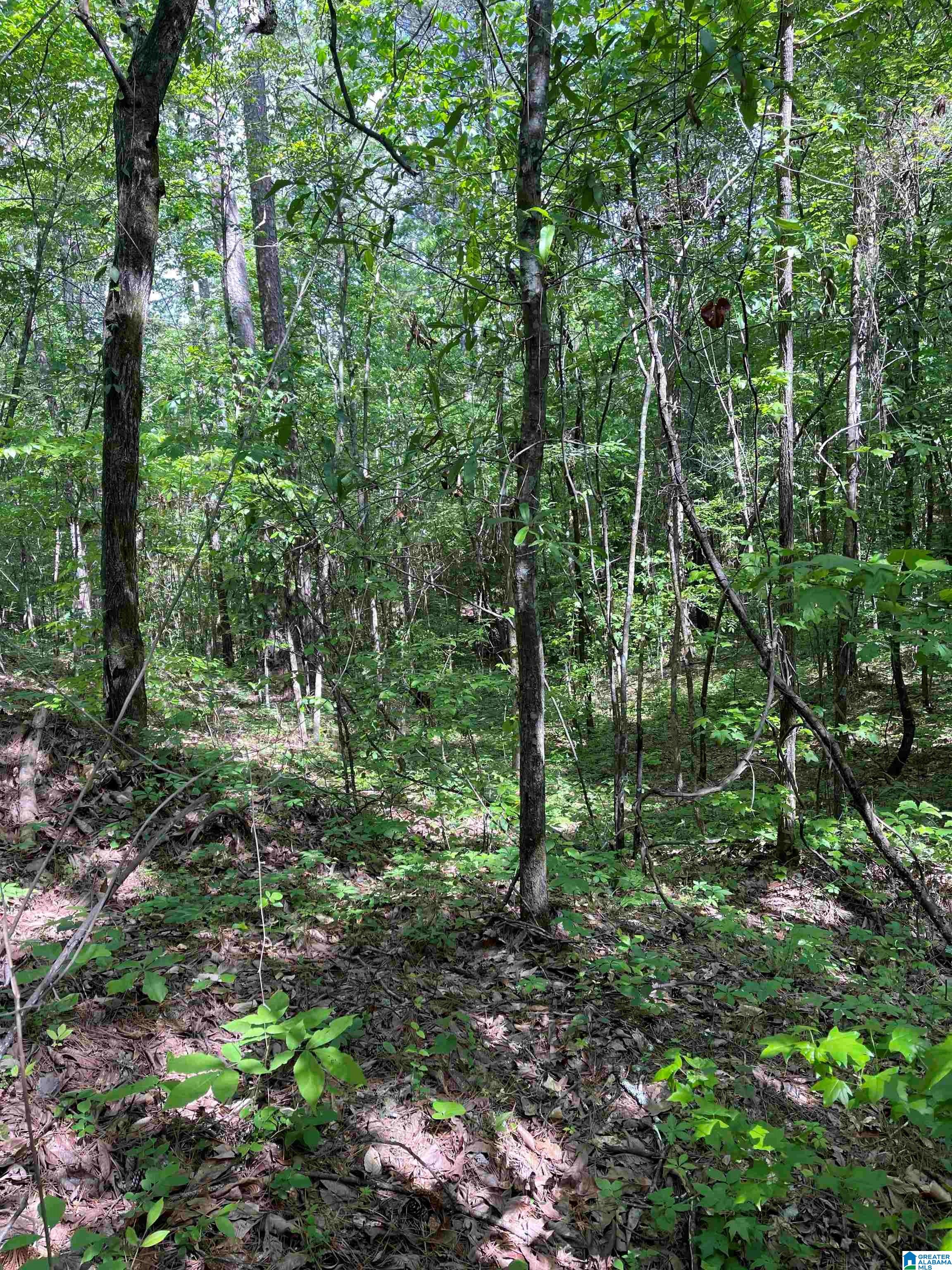 0 Pine Drive, Unit 7 Ohatchee, AL 36271 - Photo 7 of 14