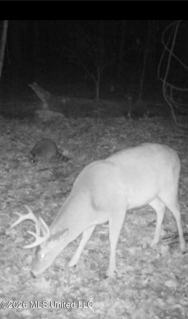Pam Road Aimwell, LA 71401 - Photo 15 of 38 IMG_1252