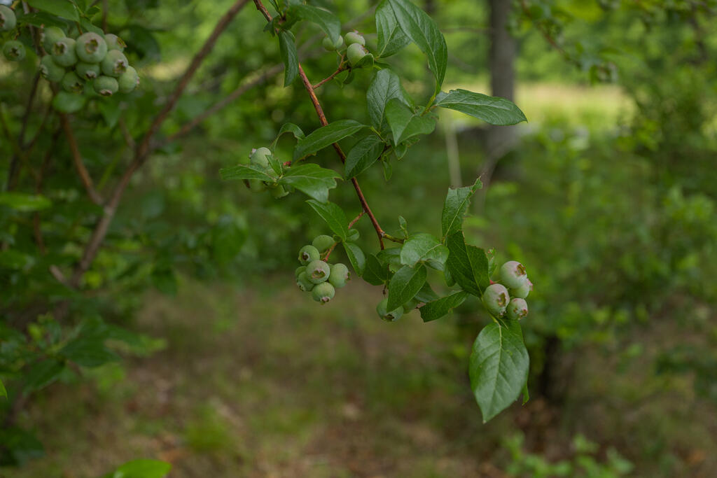 158 Savage Road Farmington, ME 04938 - Photo 66 of 74 sandyriverrealty-66