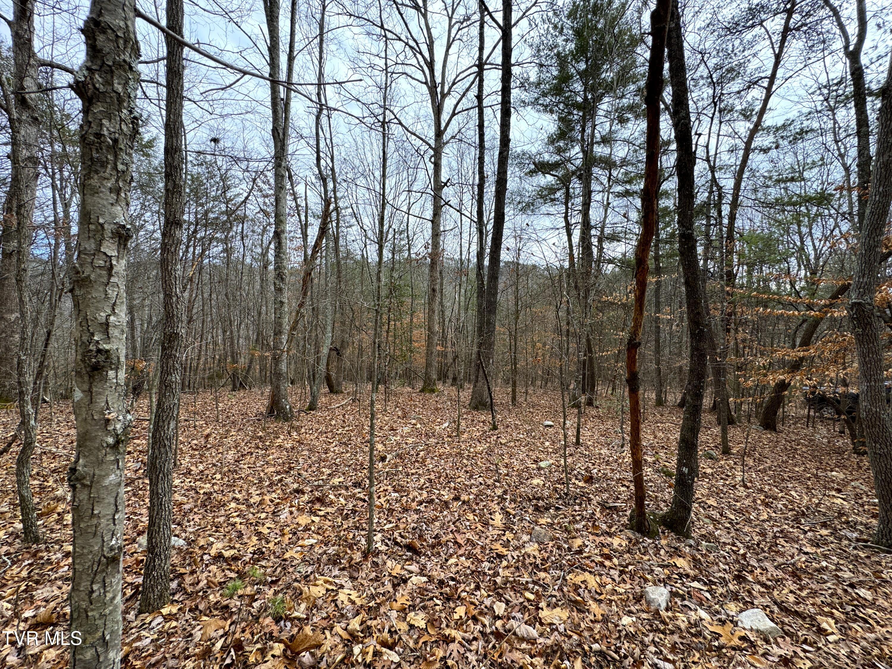 Lot 45 Zuni Way, Unit 45 Del Rio, TN 37727 - Photo 5 of 9 IMG_3249