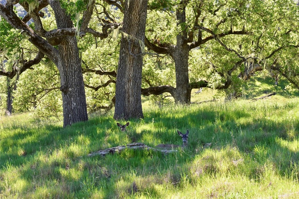 46651 Sapaque Valley Road Bradley, CA 93426 - Photo 28 of 38