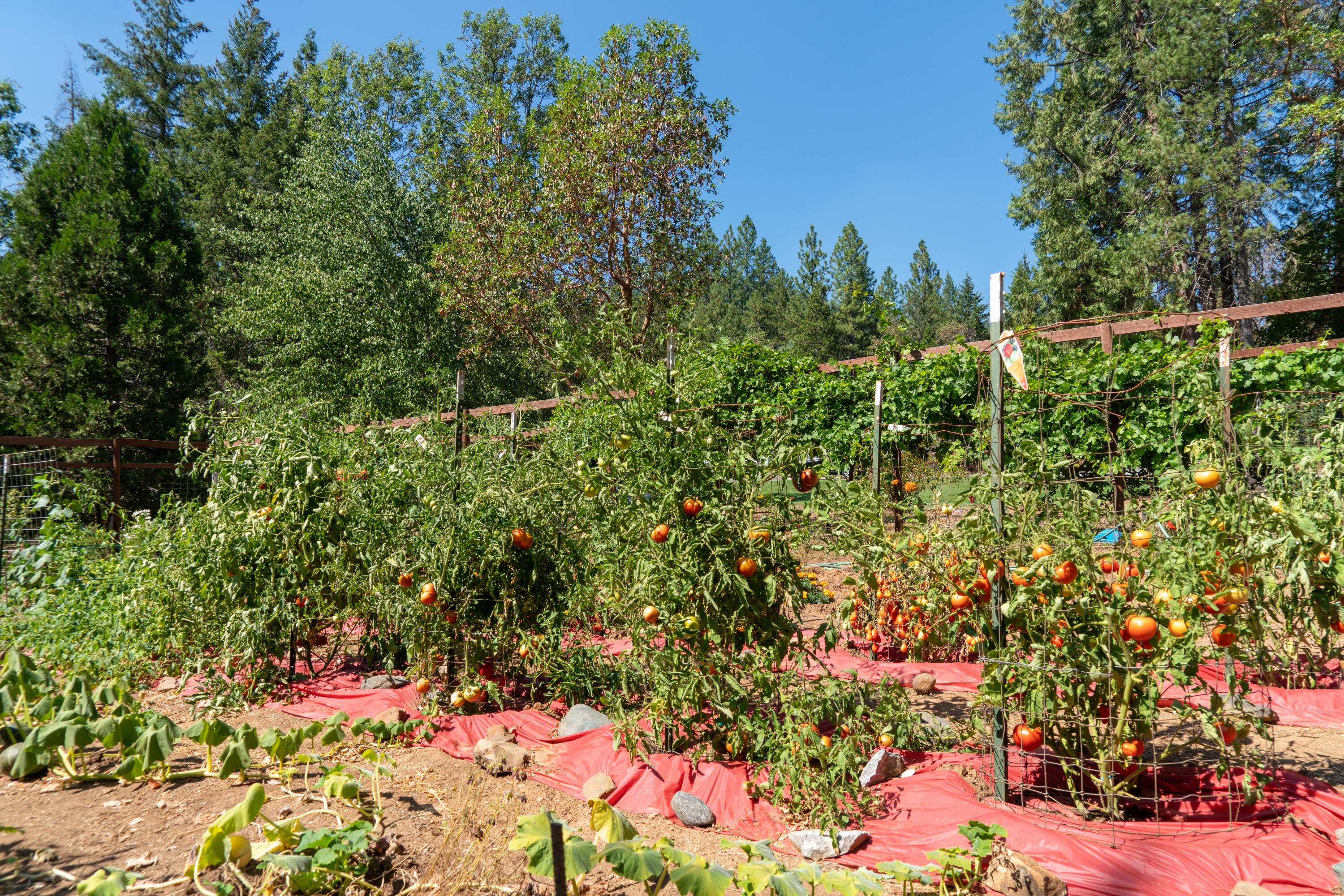 4179 Ditch Creek Road Rogue River, OR 97537 - Photo 32 of 50 Garden