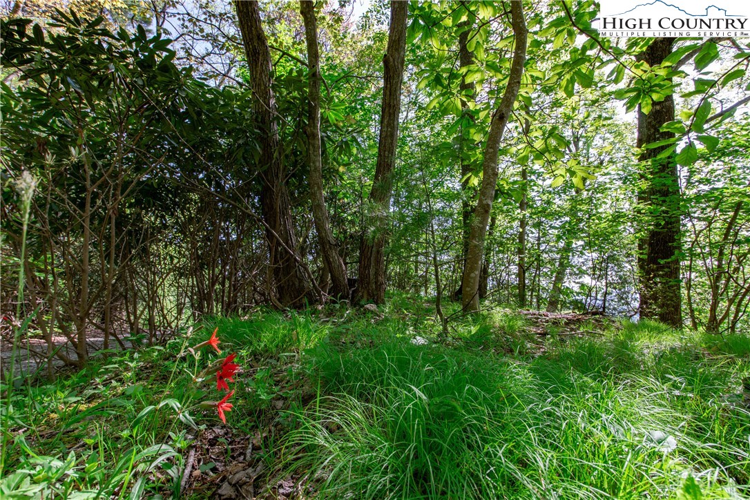 Storie Road Deep Gap, NC 28618 - Photo 15 of 27 a view of a lush green forest