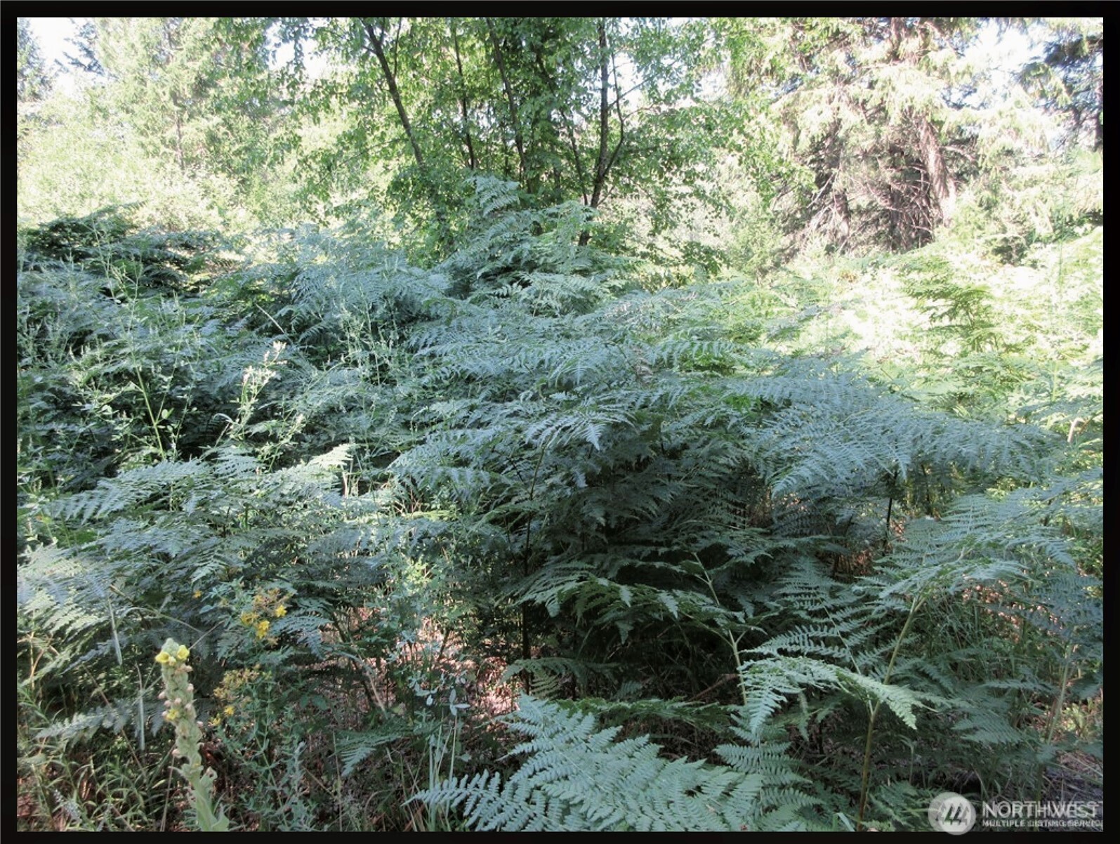 -tbd East San Poil Road Keller, WA 99140 - Photo 2 of 32 a view of a forest with a street