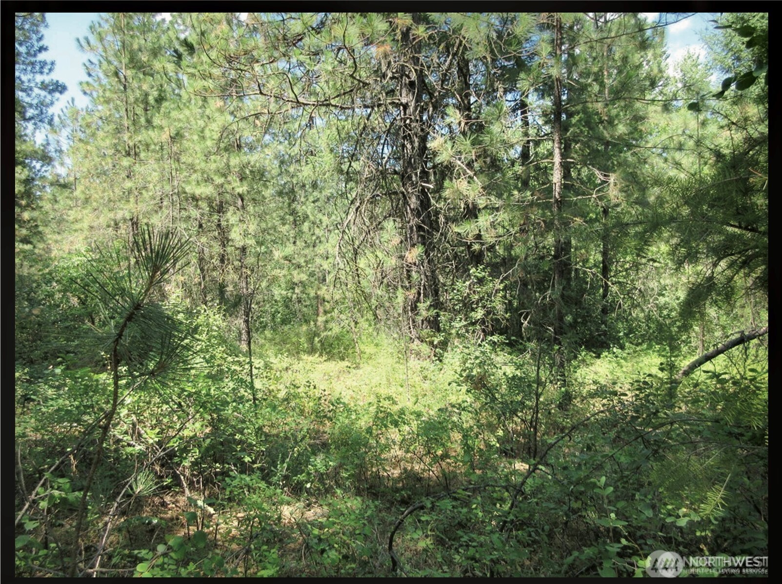 -tbd East San Poil Road Keller, WA 99140 - Photo 23 of 32 a view of a forest with a tree