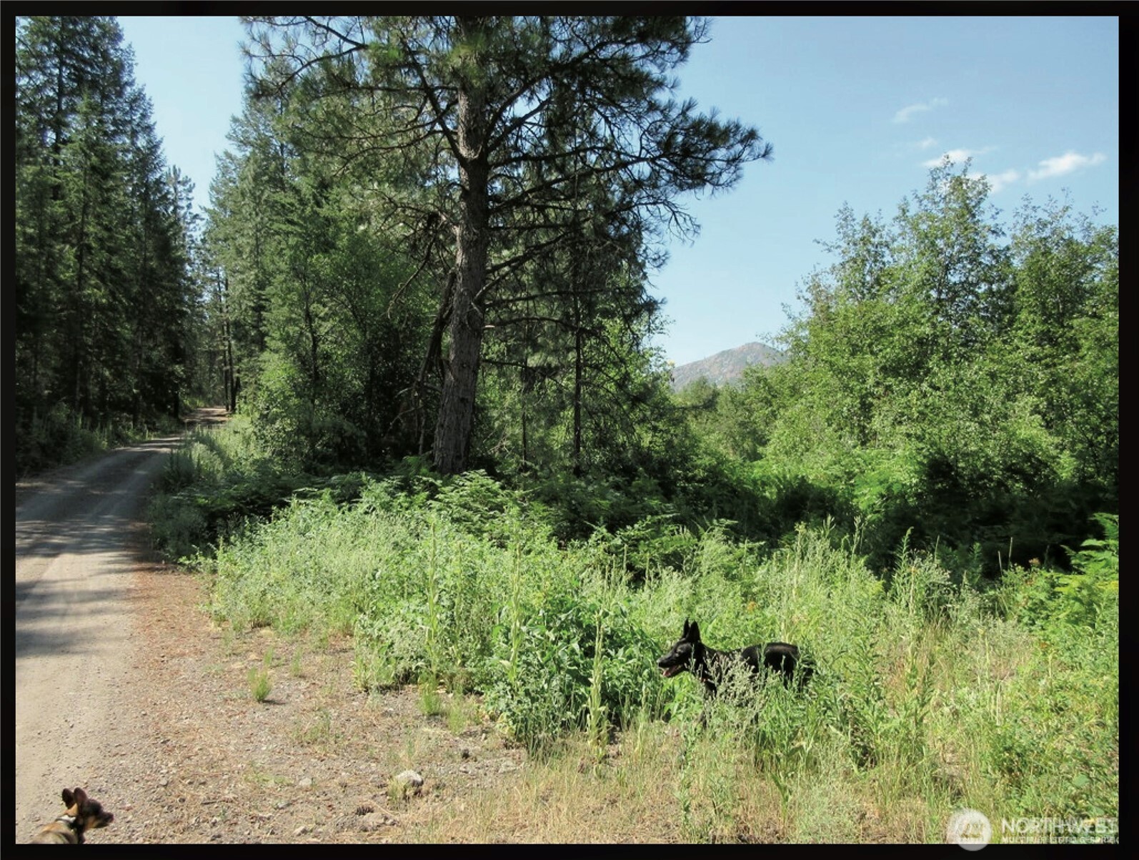 -tbd East San Poil Road Keller, WA 99140 - Photo 26 of 32 a view of a garden