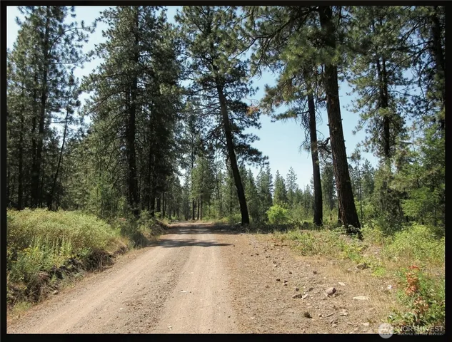 a view of a garden with plants and large trees