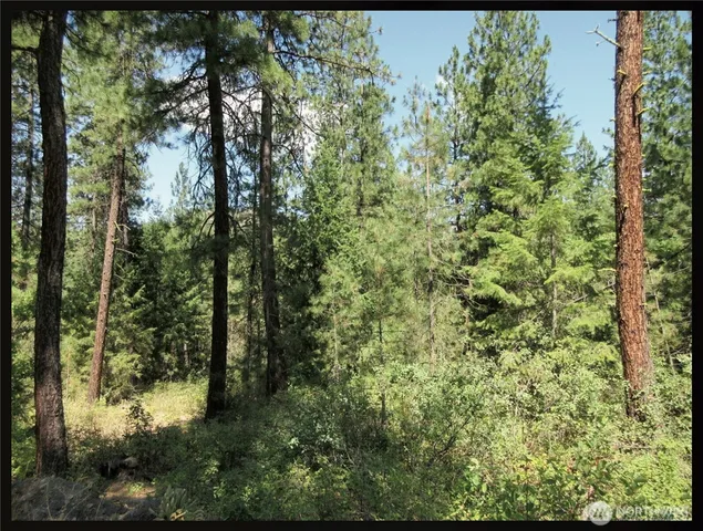 a view of a forest with a tree