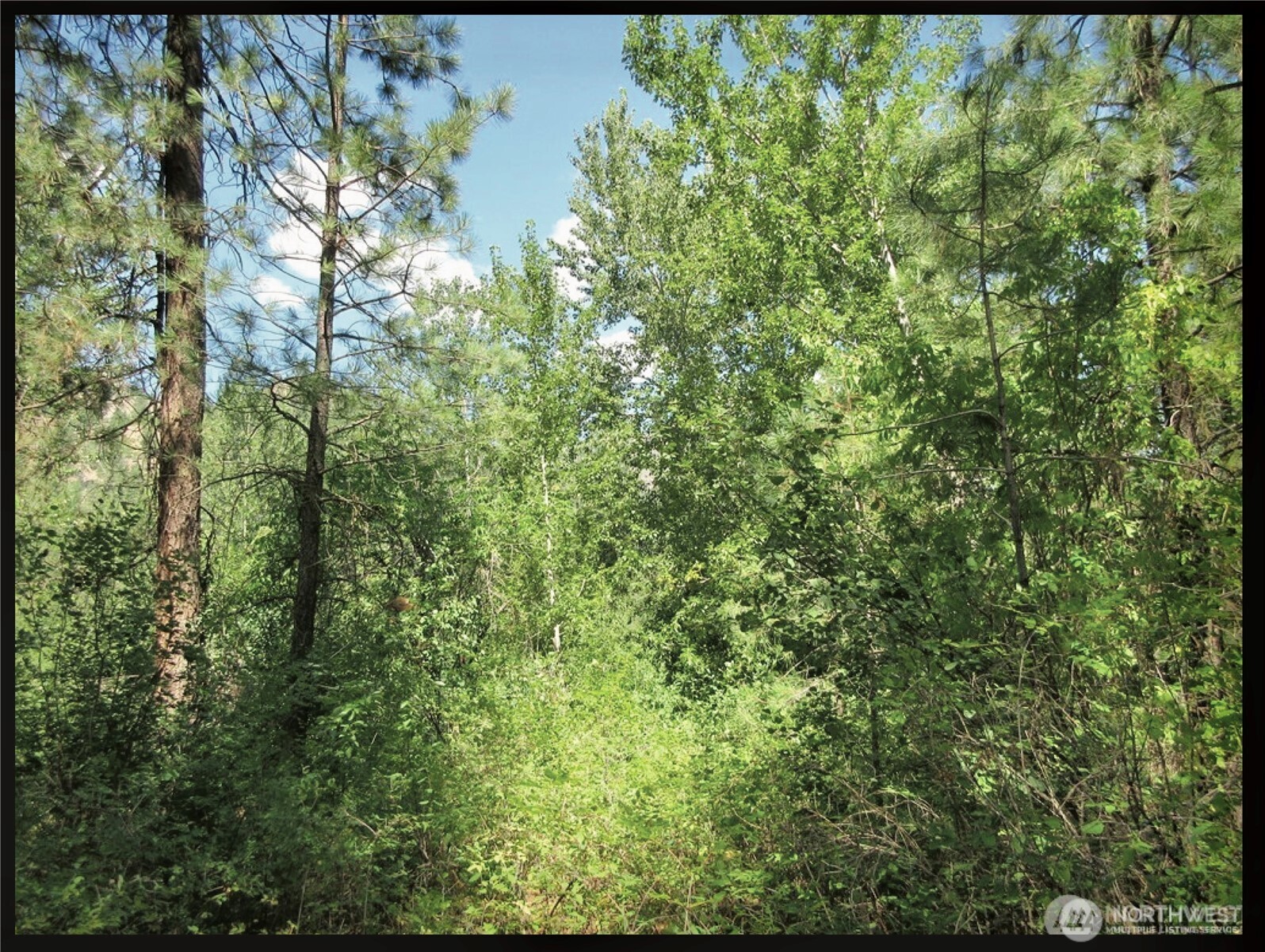 -tbd East San Poil Road Keller, WA 99140 - Photo 4 of 32 a view of a yard