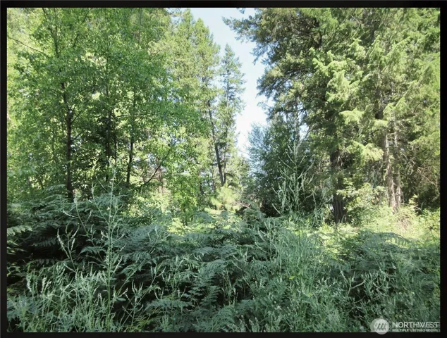 a view of a lush green forest