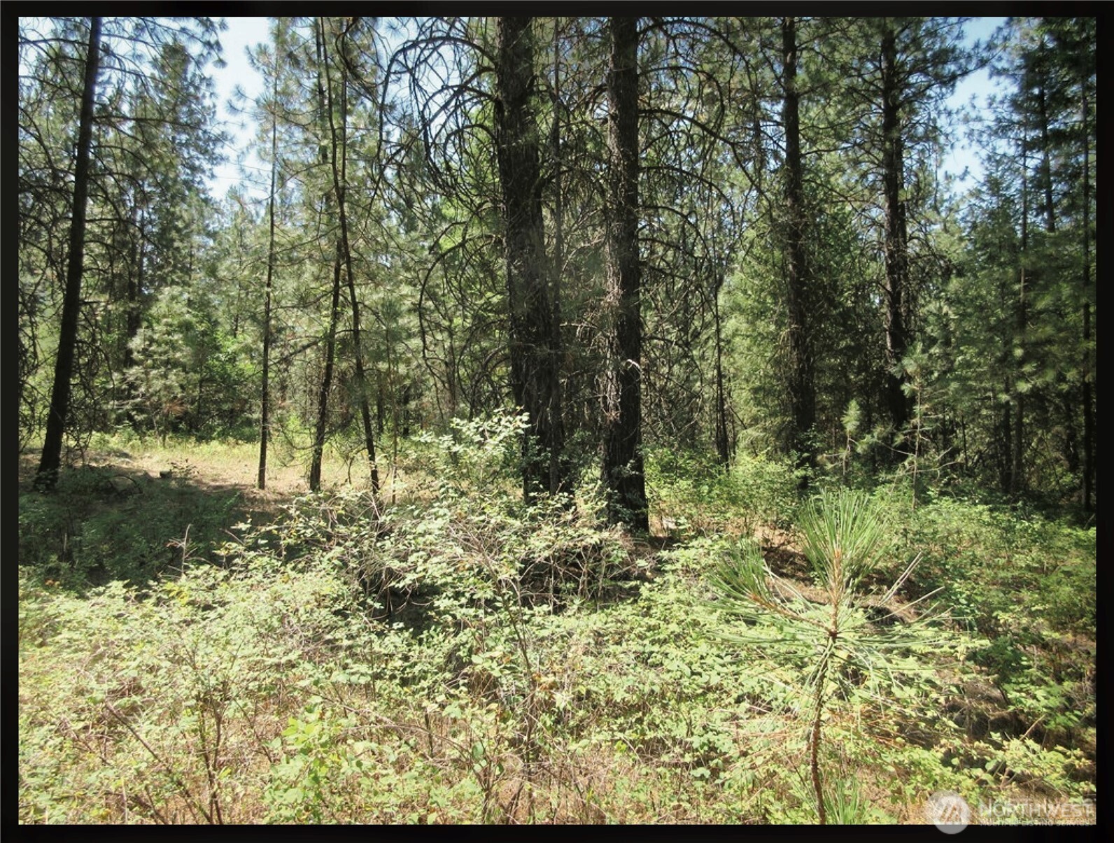 -tbd East San Poil Road Keller, WA 99140 - Photo 7 of 32 a view of backyard with green space