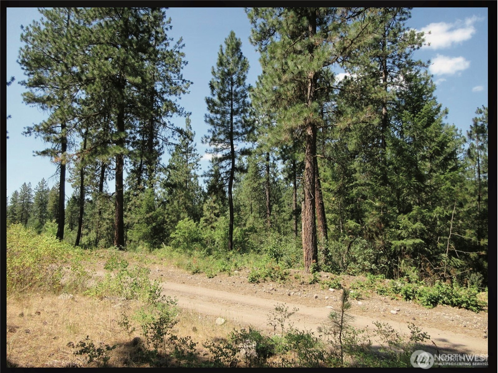 -tbd East San Poil Road Keller, WA 99140 - Photo 9 of 32 a view of a yard with trees