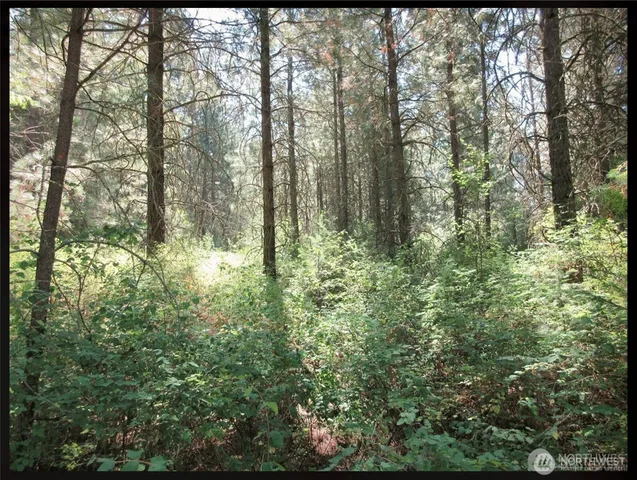 a view of forest