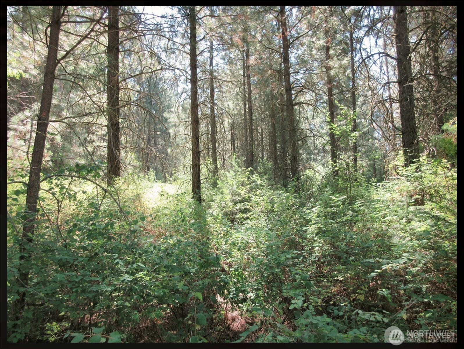 -tbd East San Poil Road Keller, WA 99140 - Photo 10 of 32 a view of forest
