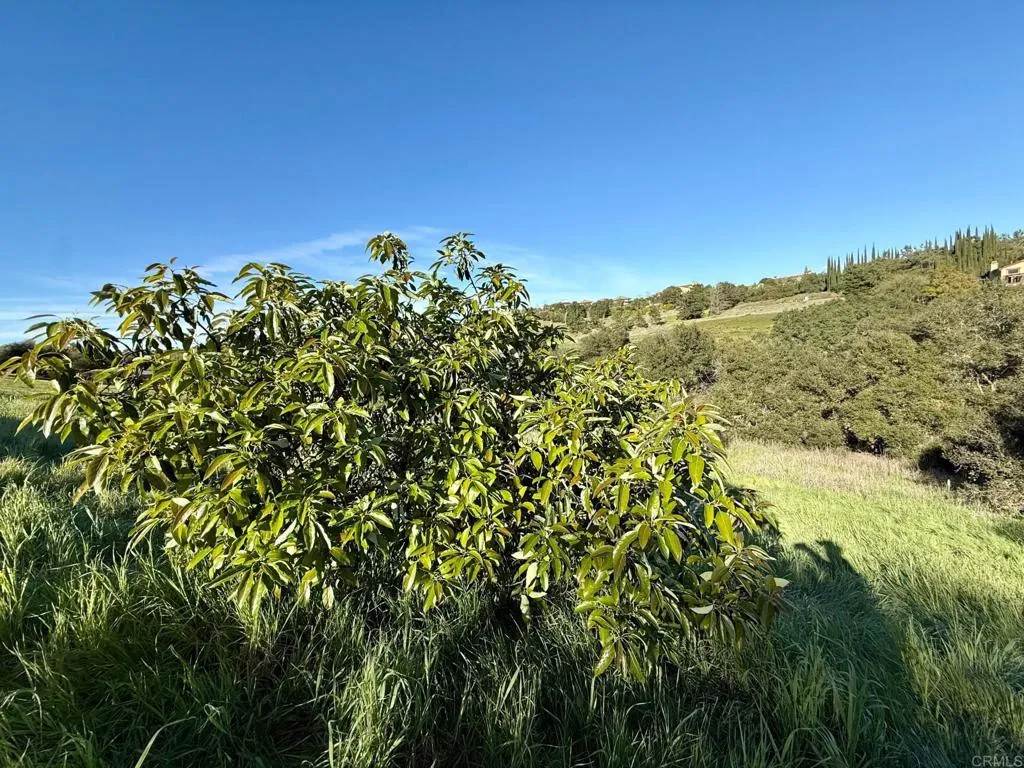 0 Palomar Drive Fallbrook, CA 92028 - Photo 11 of 21