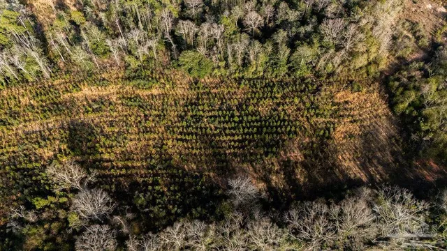 a view of a yard with large trees