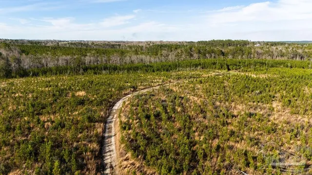 a view of a yard with large trees