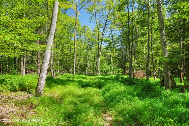 a view of a lush green forest