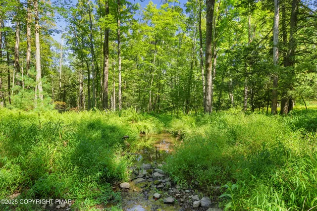 a view of a lush green forest