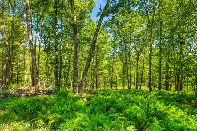 a view of lush green forest