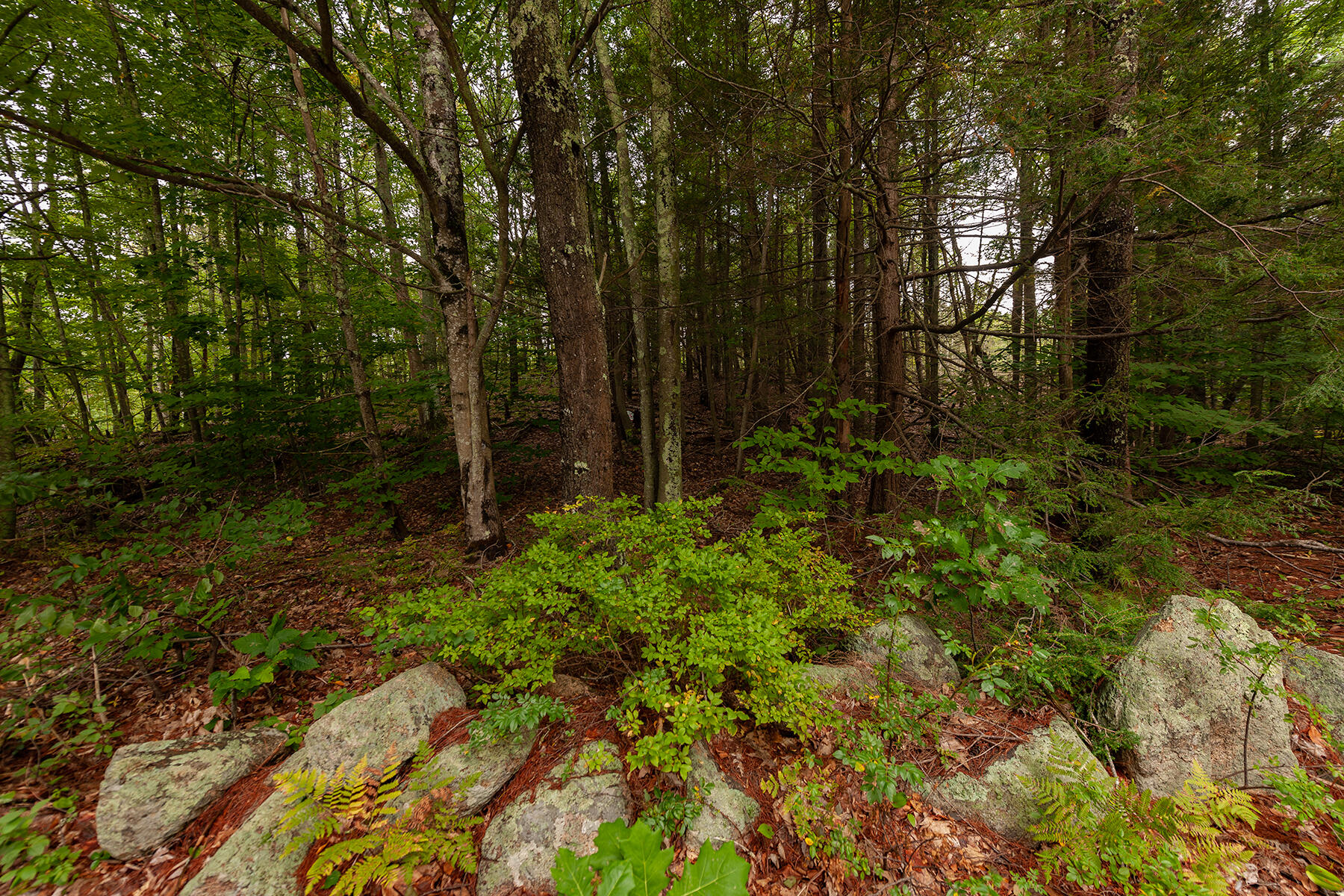 54 Logging Road York, ME 03902 - Photo 3 of 9 _DSC2264-Edit