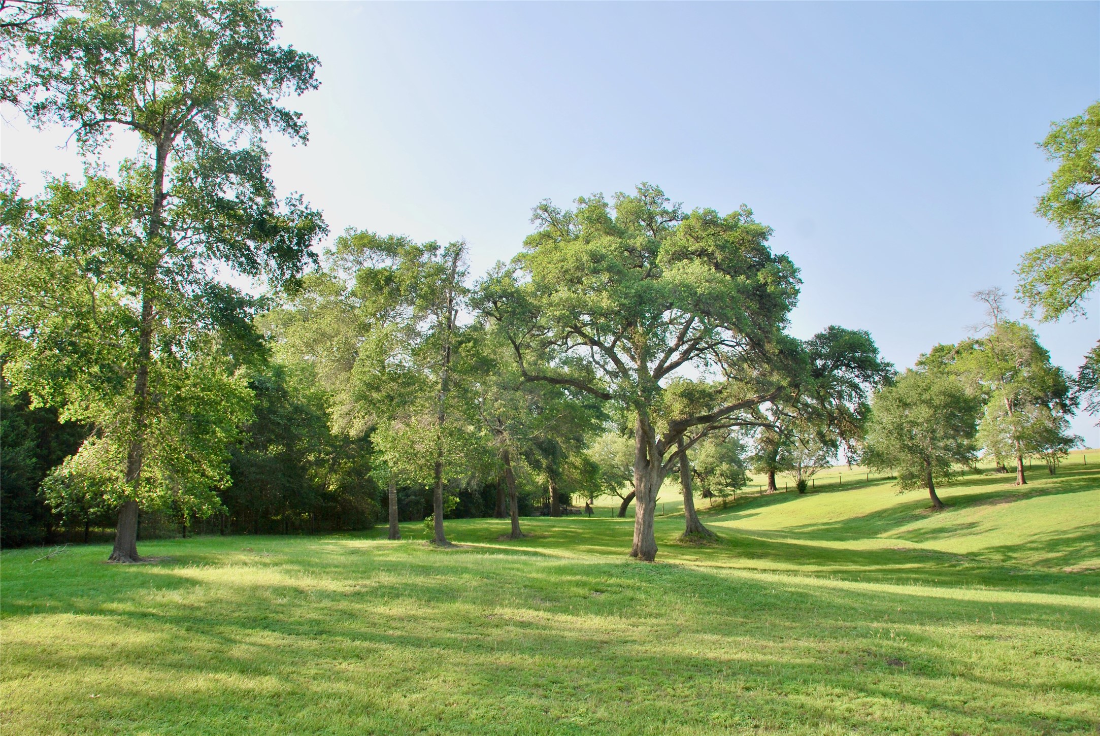 3545 East I- 10 Frontage Road Schulenburg, TX 78956 - Photo 9 of 40 a big yard with lots of trees