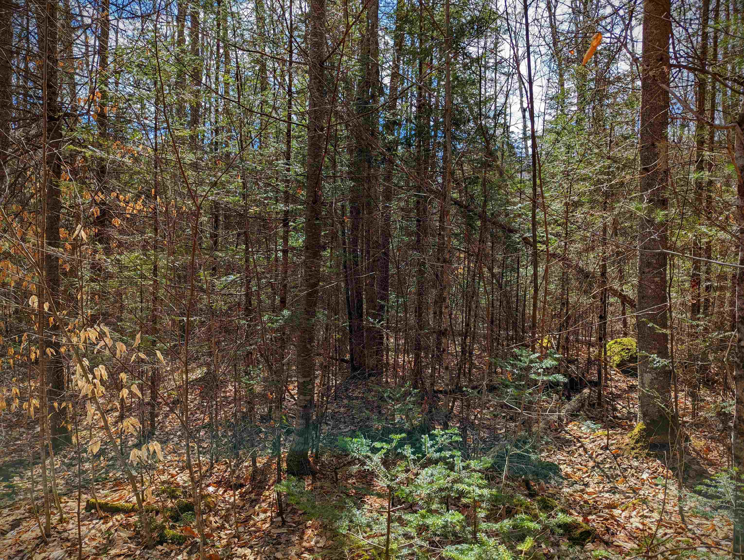 0 Fawn Road Dalton, NH 03598 - Photo 8 of 13