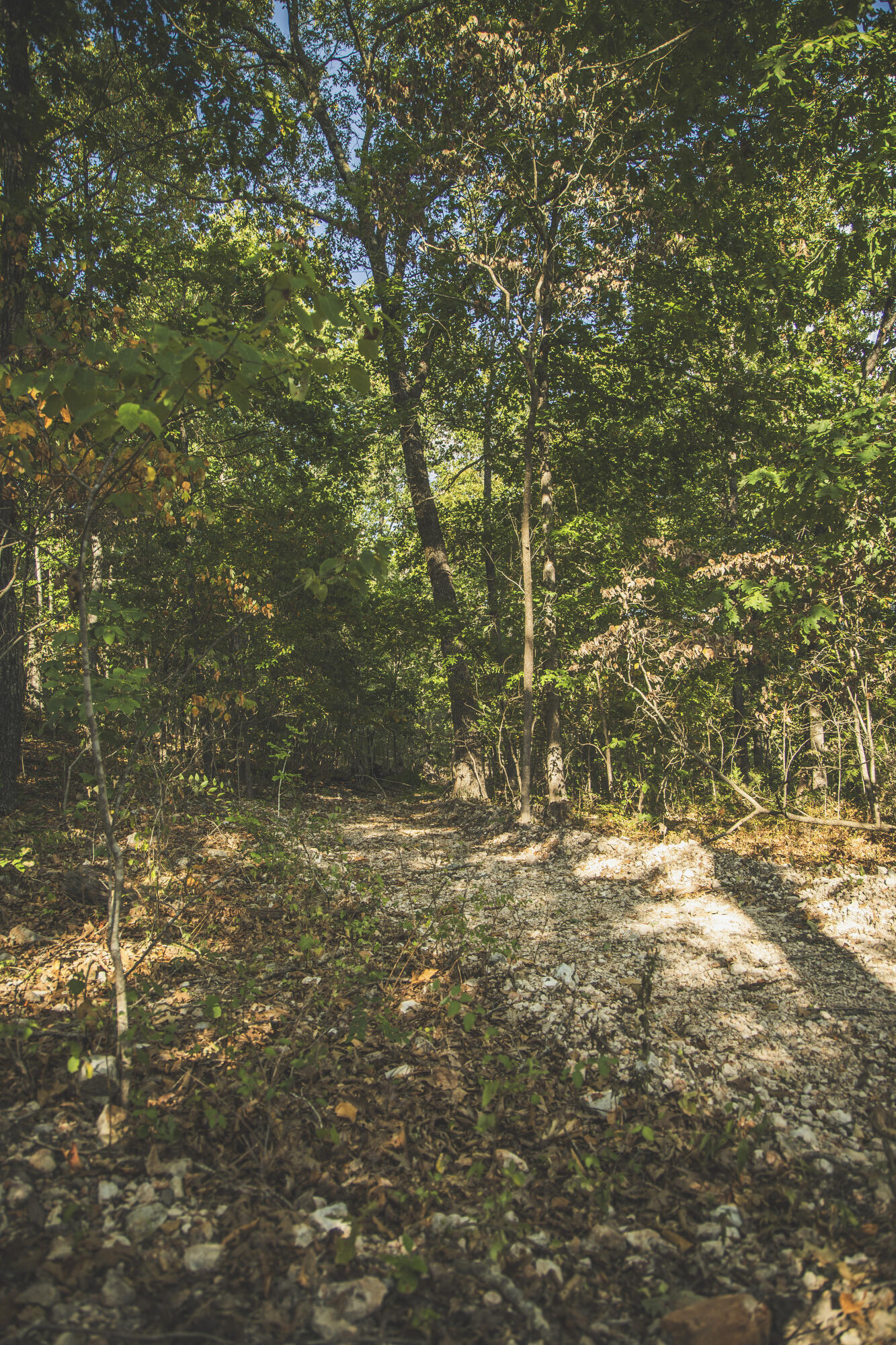 0 Boone Hollow Road Powell, MO 65730 - Photo 51 of 95 MWLG - Boone Hollow 40 - DG050