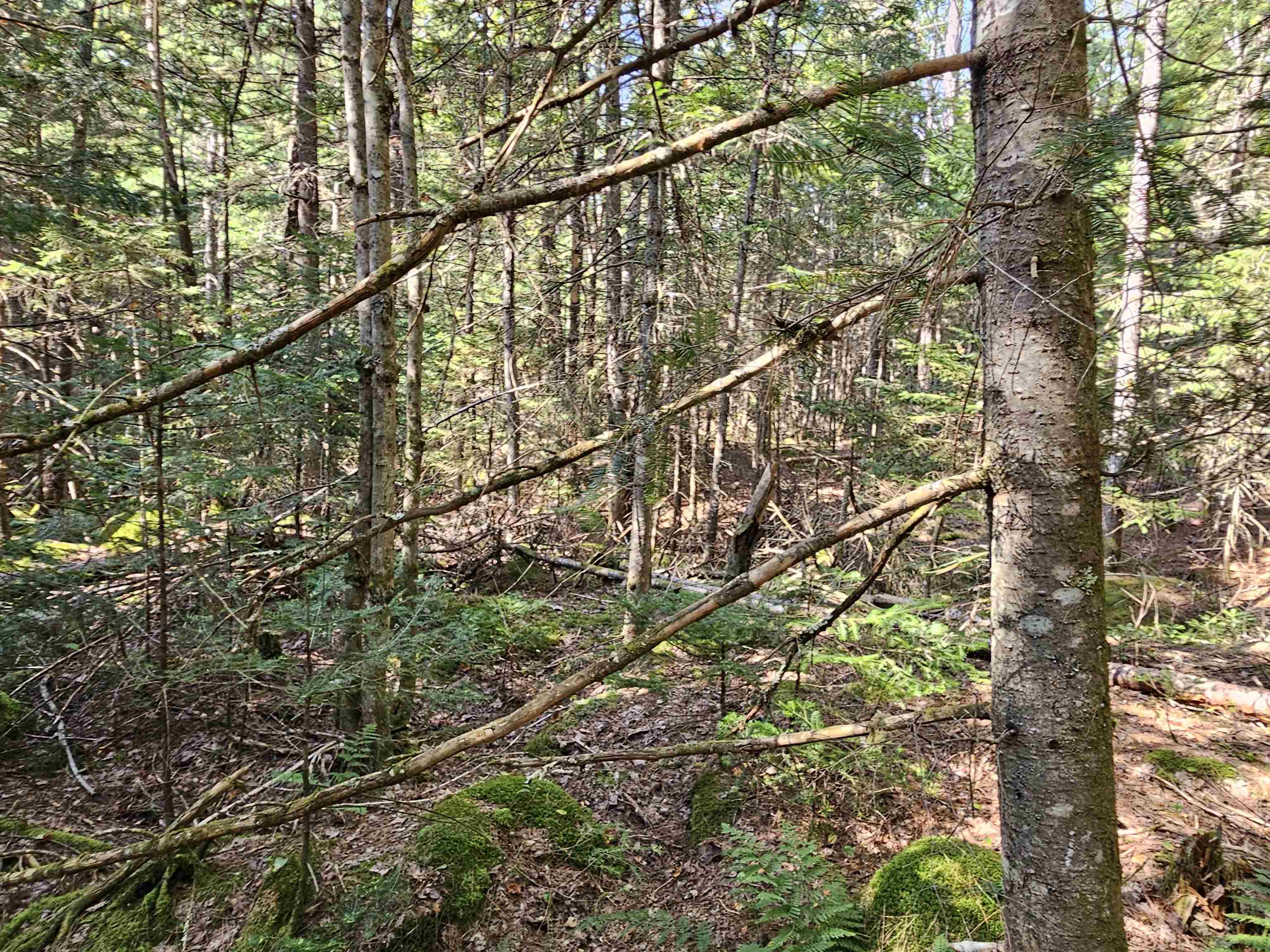 1476 Profile Road Franconia, NH 03580 - Photo 6 of 12