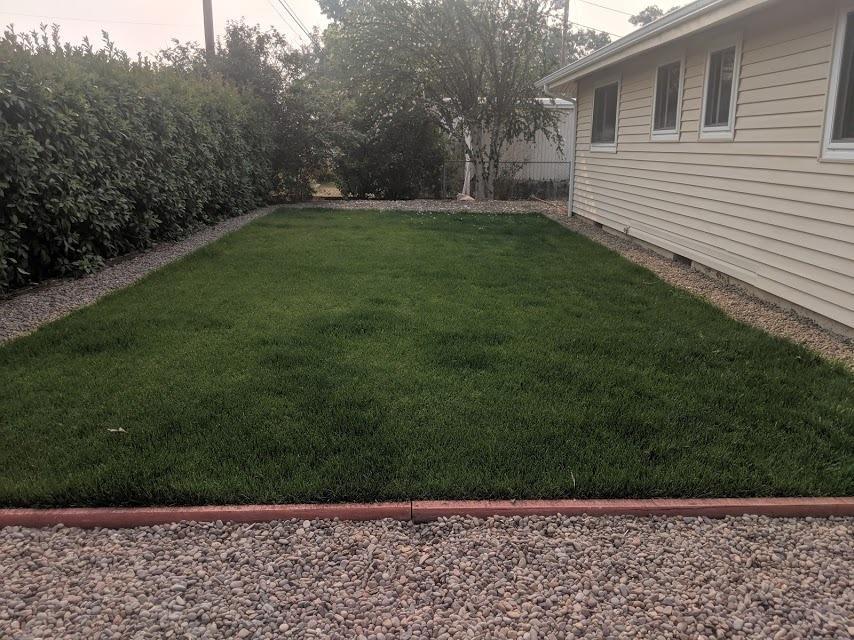 Front lawn, beautiful green grass.