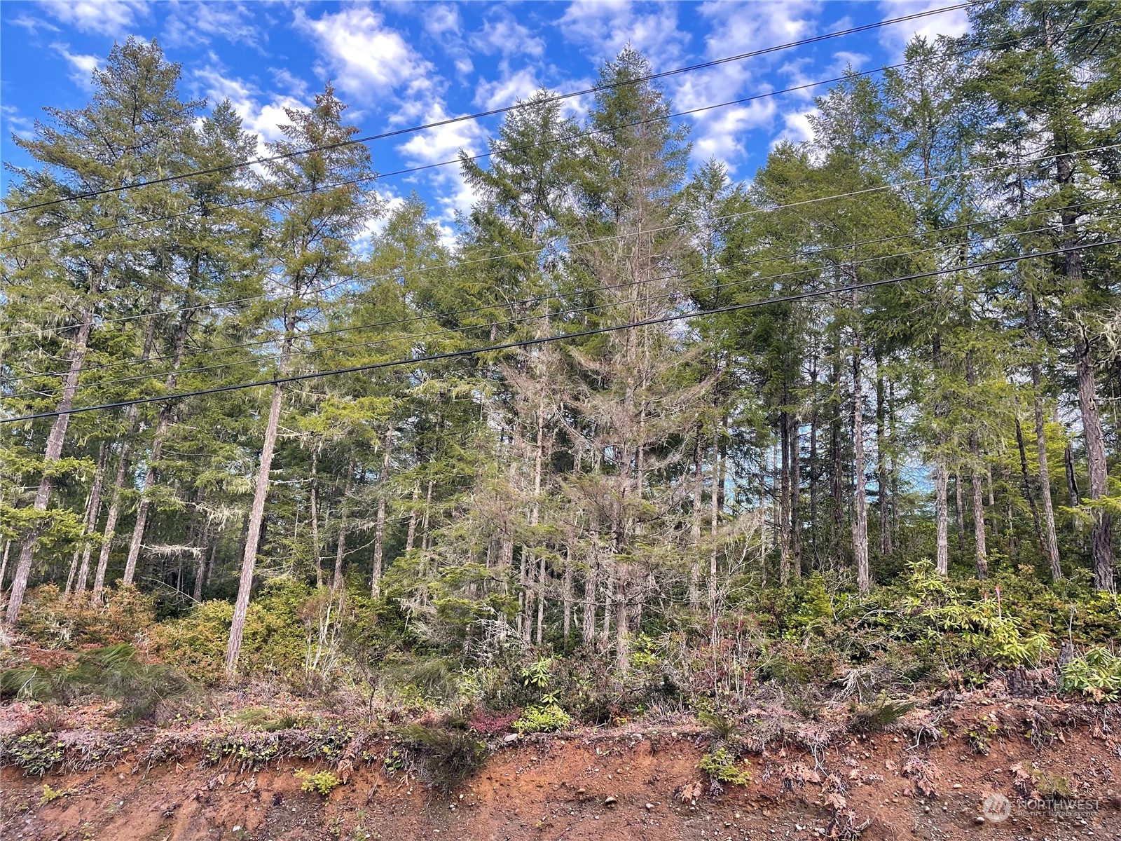 0 Northeast Dewatto Holly Road Tahuya, WA 98588 - Photo 2 of 9 a backyard of a house