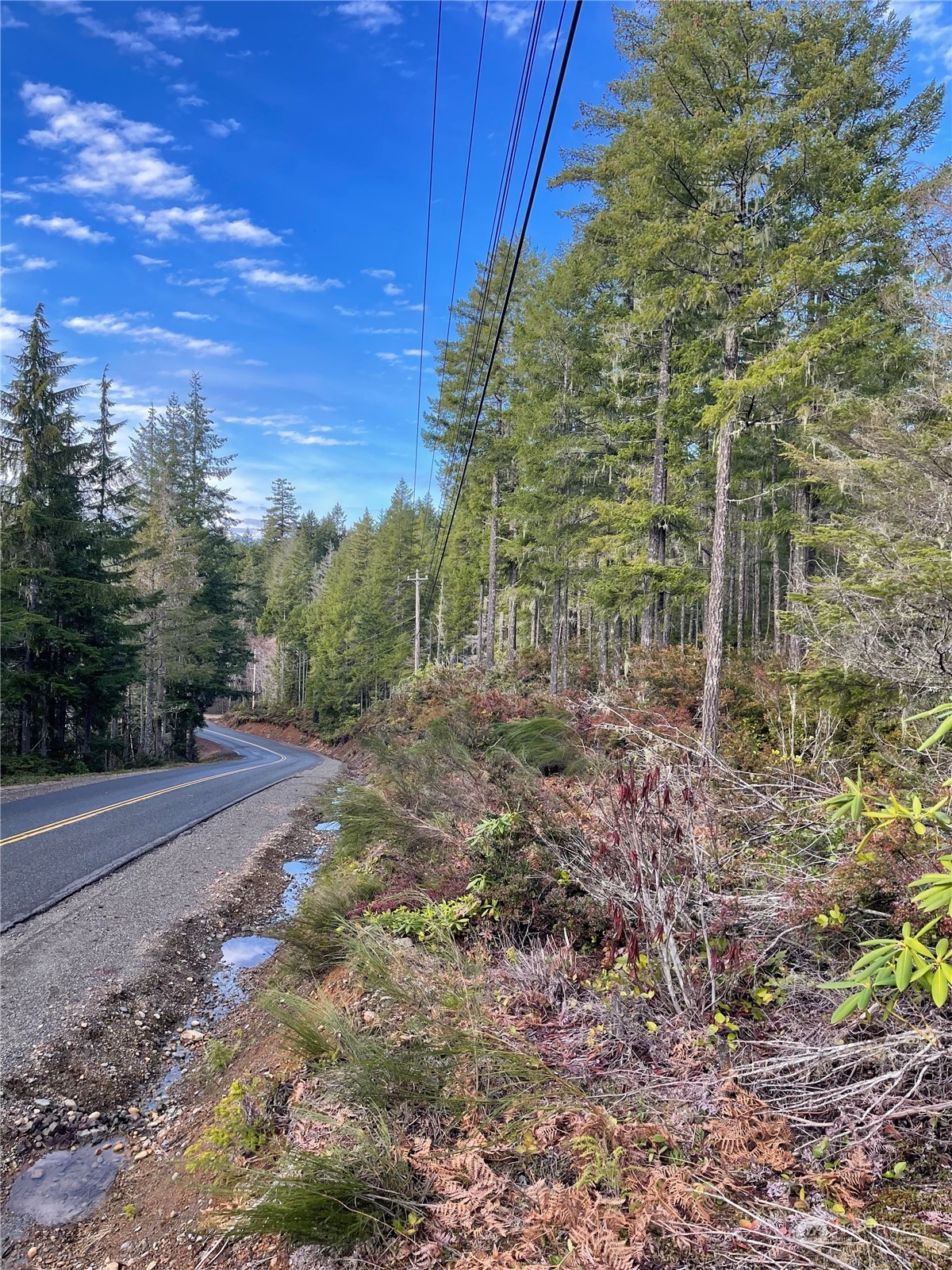 0 Northeast Dewatto Holly Road Tahuya, WA 98588 - Photo 3 of 9 a view of a yard with lots of trees